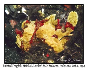 Painted Frogfish