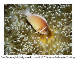 Pink Anemonefish