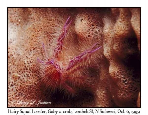 Hairy Squat Lobster