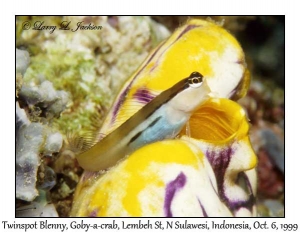 Twinspot Blenny