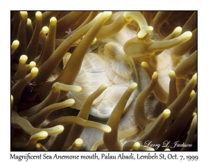 Magnificent Sea Anemone mouth