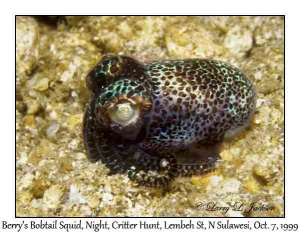 Berry's Bobtail Squid at night