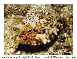 Roundbelly Cowfish at night