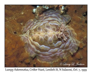 Lumpy Asteronotus at night