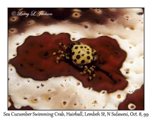 Sea Cucumber Swimming Crab