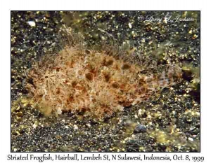 Striated Frogfish