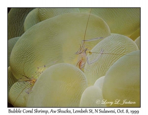 Bubble Coral Shrimp