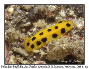 Polka Dot Phyllidia