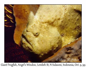 Giant Frogfish