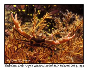 Black Coral Crab