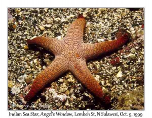 Indian Sea Star