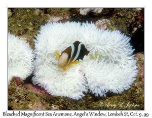 Bleached Magnificent Sea Anemone