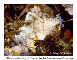 Leaf Scorpionfish