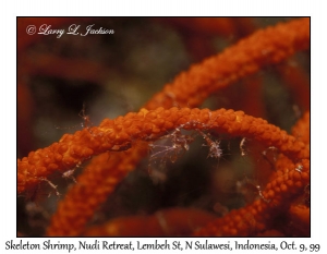 Skeleton Shrimp