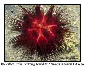 Radiant Sea Urchin