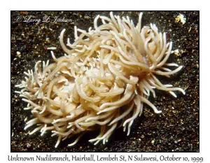 Unknown Phyllodesmium