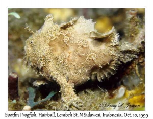 Spotfin Frogfish