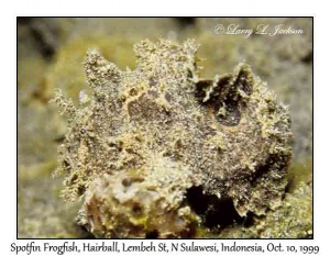 Spotfin Frogfish