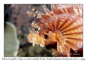 Zebra Lionfish