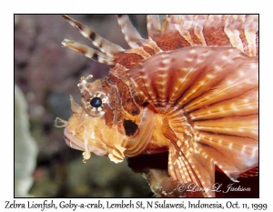 Zebra Lionfish