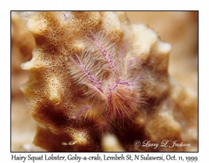 Hairy Squat Lobster