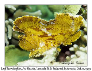 Leaf Scorpionfish