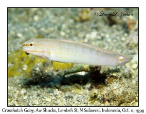 Crosshatch Goby