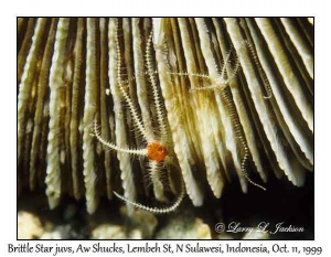 Brittle Star juveniles