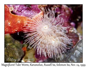 Magnificent Tube Worm