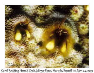 Coral Residing Hermit Crab