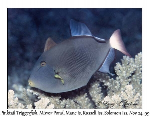 Pinktail Triggerfish