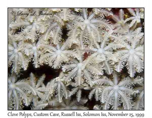 Clove Polyps