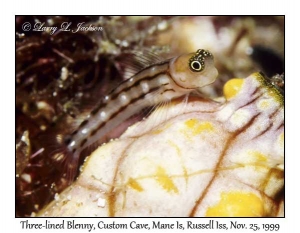 Three-lined Blenny