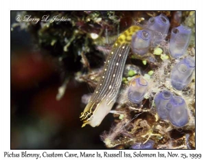 Pictus Blenny