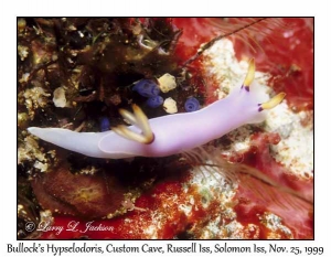 Bullock's Hypselodoris