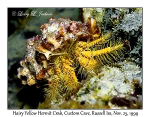 Hairy Yellow Hermit Crab