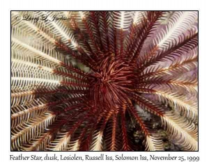 Feather Star