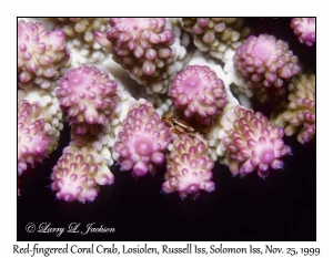 Red-fingered Coral Crab