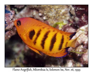 Flame Angelfish