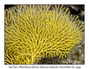 Sea Fan