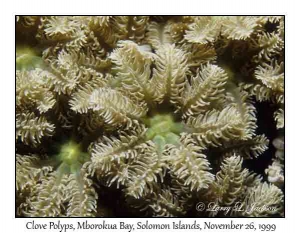 Clove Polyps