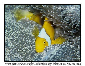 White-bonnet Anemonefish