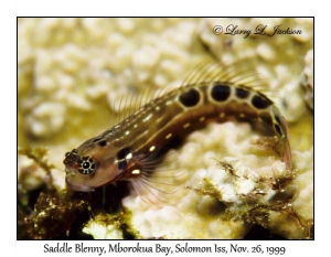 Saddle Blenny