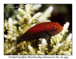 Freckled Hawkfish