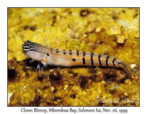 Clown Blenny