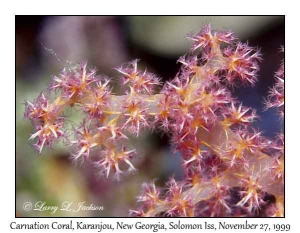 Carnation Coral