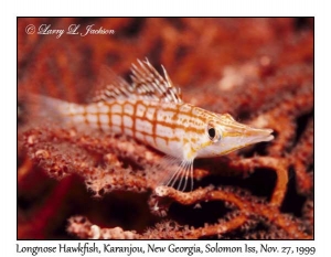 Longnose Hawkfish