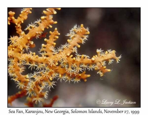 Sea Fan