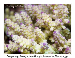 Acropora sp