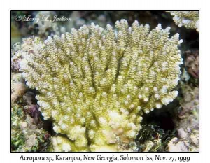 Acropora sp